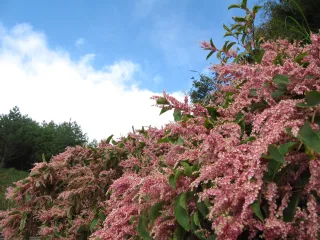 照片提供｜虎杖