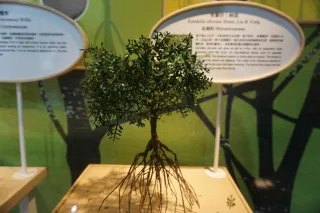 照片提供｜紅樹林生態教育館