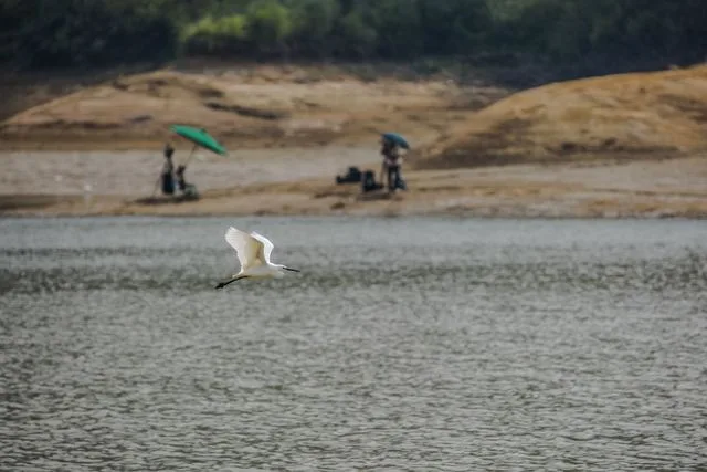 頭寮大池賞鳥
