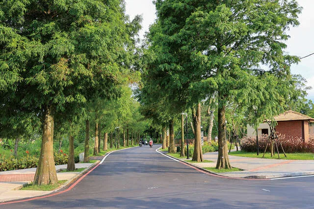 大溪落羽松公園