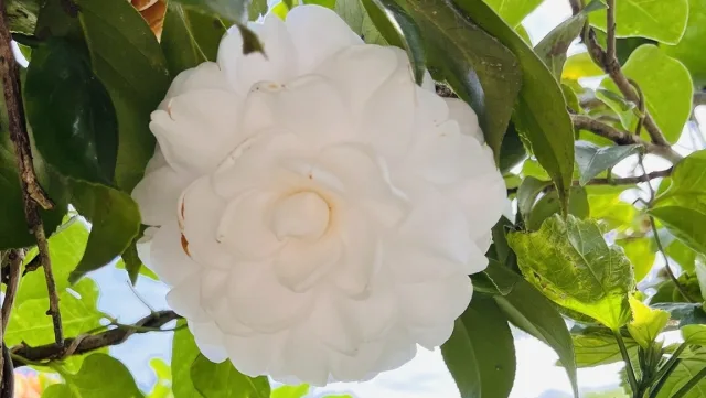 深井村茶花園區