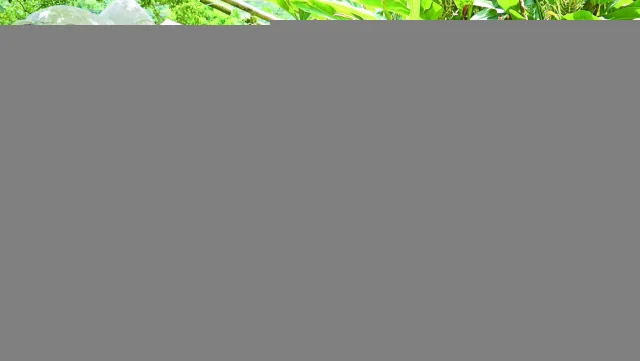 內立社區-茗香弄草香草園