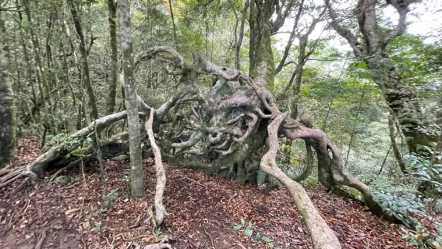 北得拉曼巨木群