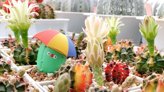 鬍子多肉植物園區