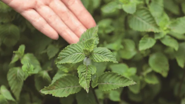 裕大關西仙草茶