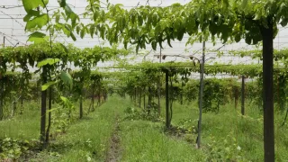 奈米休閒農場