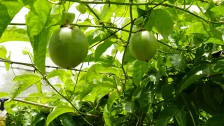 奈米休閒農場