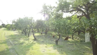 劍門生態花果園