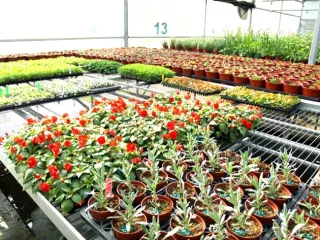 埔茂花卉