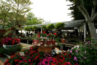 埔茂花市