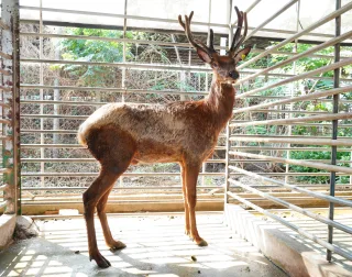 鹿世界觀光牧場