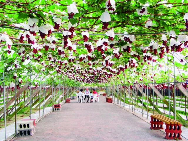 葡萄採收期1.蜜紅葡萄 5月中至6月底、11月2.巨峰葡萄 7月、11月3.黃金葡萄 7月底試種中，數量有限4.黃金果 8月試種中，數量有限