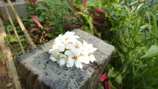 彰化桐花季