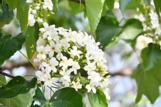 彰化桐花季