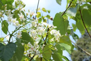 彰化桐花季