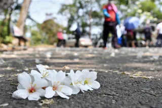 彰化桐花季