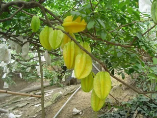 楊桃園休閒農場