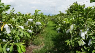 菁芩休閒農場