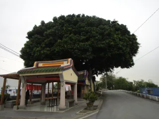 錫安祠樹包廟側拍
