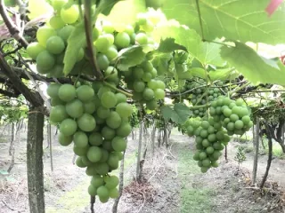蘭輝酒莊 照片 2