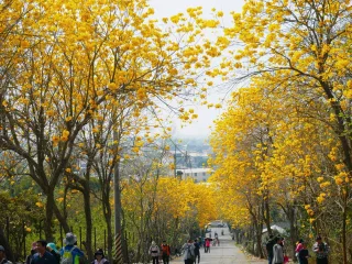 【二水 坑內坑步道】