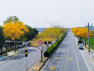 【彰化溪州金色公路】