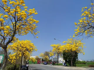 【芬園鄉彰南路（台14丁）】