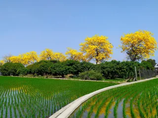 芬園鄉彰南路（台14丁）
