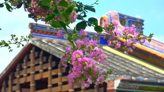 百日紅