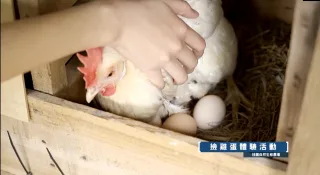 撿雞蛋體驗 蛋雞一生只會在一個固定的格子裡生蛋，來到桂園農場，親手撿新鮮自然放牧蛋，傳統養雞職人體驗! 到桂園休閒農場來，還可以體驗抓泥鰍、製作鹹蛋、餵雞、兔子和羊、撿雞蛋、製作雞蛋糕等，各式各樣的體驗活動豐富又有趣，相信大朋友和小朋友來了之後會流連忘返、捨不得回家！