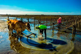 採蚵體驗在芳苑普天宮集合，業者安排，換上潮間帶專用鞋、搭上鐵牛車，過堤防，從退潮才現身的「摩西分海道」，緩緩駛進了海中央。地方指出，牛車採蚵文化是日治時期發展出來，原本在陸地耕田黃牛，也進入潮間帶協助漁民採蚵，全盛時期有高達300多隻海牛，這項特殊的傳統在2020年正式登錄成彰化縣第1個「傳統知識與實踐」的無形文化資產，隨著機械化，目前僅剩12隻黃牛，為了愛護海牛，遊客來到海中沙洲，才換搭一程牛車，讓牛伯伯踏著浪花，引領深入海潮的秘密之鄉。