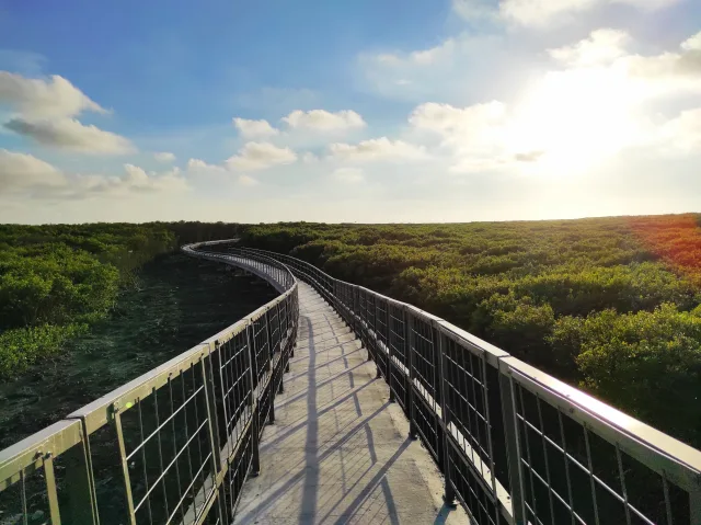 紅樹林海空步道在2021年才出道，在獨特濕地生態和海牛文化等加持下，結合觀夕平台、賞鳥亭及底棲環境觀察平台等，吸引絡繹不絕人潮，全程1.3公里，參觀步行時間約1小時，有北、中、南三個入口，可以選擇自己喜歡的出入口走訪。停車也相當方便，南步道入口就位在全台灣面積最大媽祖廟芳苑白馬峰普天宮附近，廣大的普天宮廣場提供了免費停車，沿著西濱快速道橋墩底到玉華宮，也都劃設免費停車格，交通相當便捷，是整個西海岸最熱門的景點。