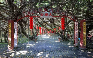 九龍大榕公