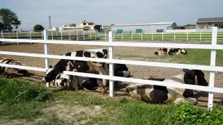 泳霖牧場│能購買到鮮乳製作的奶酪、優格、冰品、吐司…等，還有小型牧場、大草地與盪鞦韆、溜滑梯等遊樂設施，很適合帶小朋友來踏青。