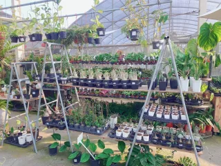 綠果庭院