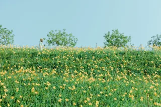 花壇虎山巖金針花