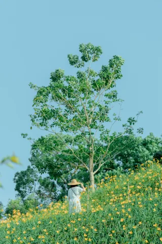 花壇虎山巖金針花