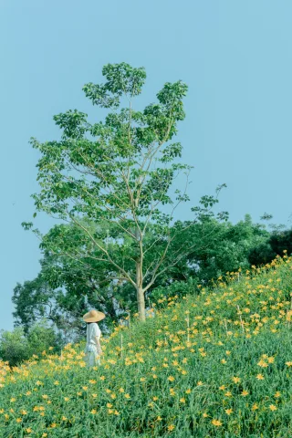 花壇虎山巖金針花