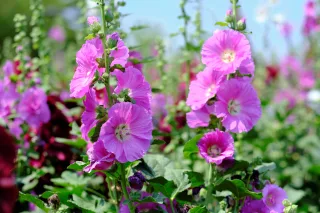 蜀葵花海