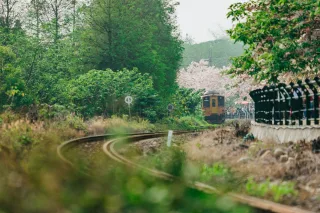 這條綿延的花旗木自行車道，約每小時就有彰化二水往返南投車埕的觀光小火車經過，是賞花的巔峰時刻，約定成俗，這路段也被冠名為「二水花旗木鐵道」，加上花旗木不怕日曬、雨淋，花期又長，每年花季，都吸引澎拜的人潮，自行車道的欄杆上也貼心地張貼著集集小火車的時刻表，讓賞花人可以從容等待，對準快門，火車從源泉站離站到最佳的賞花彎道約1、2分鐘。