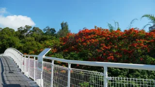 彰化鳳凰花季