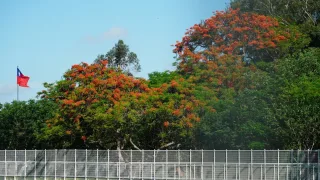 彰化鳳凰花季
