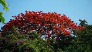 彰化鳳凰花季