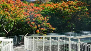 彰化鳳凰花季