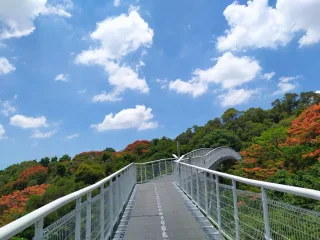 彰化鳳凰花季