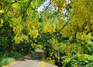 阿勃勒花道