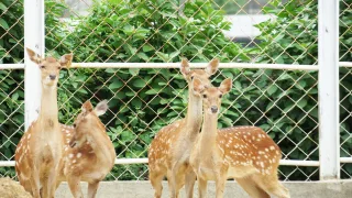 慈恩休閒農場