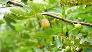 慈恩休閒農場