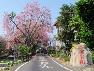 美人樹與木棉同屬木棉科，樹高可達8至15公尺，樹幹滿布圓錐形刺，開花時氣勢壯觀。粉紅色大型花朵密佈枝頭，與藍天白雲交織出鮮明對比，如同亭亭玉立的大地美人。起源於南美洲的美人樹，不僅具觀賞價值，也象徵力量與韌性。