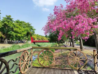 走入北斗，沿河濱街即可抵達北斗河濱公園。公園自1997年設立以來，美人樹歷經二、三十年的成長與細心修剪，如今枝繁葉茂，枝條沿溪垂落，落英隨水而流，宛如櫻花河道般夢幻迷人。公園位於東螺溪七星橋至北斗橋之間，園內大量植栽美人樹，成為最具詩意的特色之一，巧妙地與「北斗七星」呼應，沿溪設置天璣橋、天樞橋、天權橋、天璇橋等命名橋樑，各具風格與色彩，增添視覺變化與趣味。